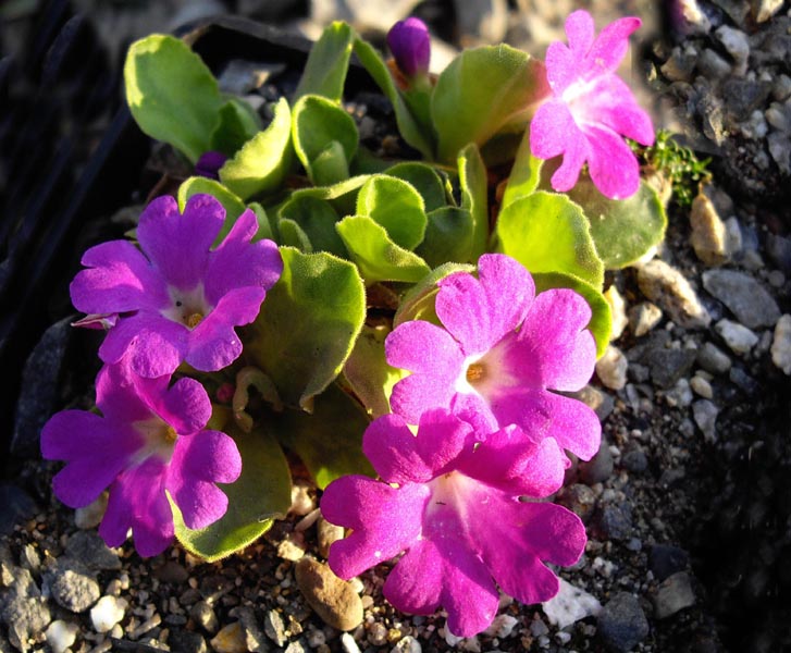 Primula allionii 'Ethel Barker' in bloom on shaded limestone cliffs of the Alpes-Maritimes